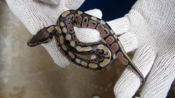 ボールニシキヘビ誕生 お知らせ 愛媛県立とべ動物園