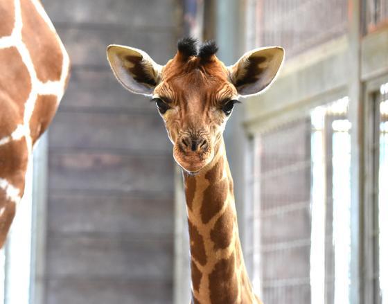 キリンの赤ちゃんの名前が決まりました！｜お知らせ｜愛媛県立とべ動物園